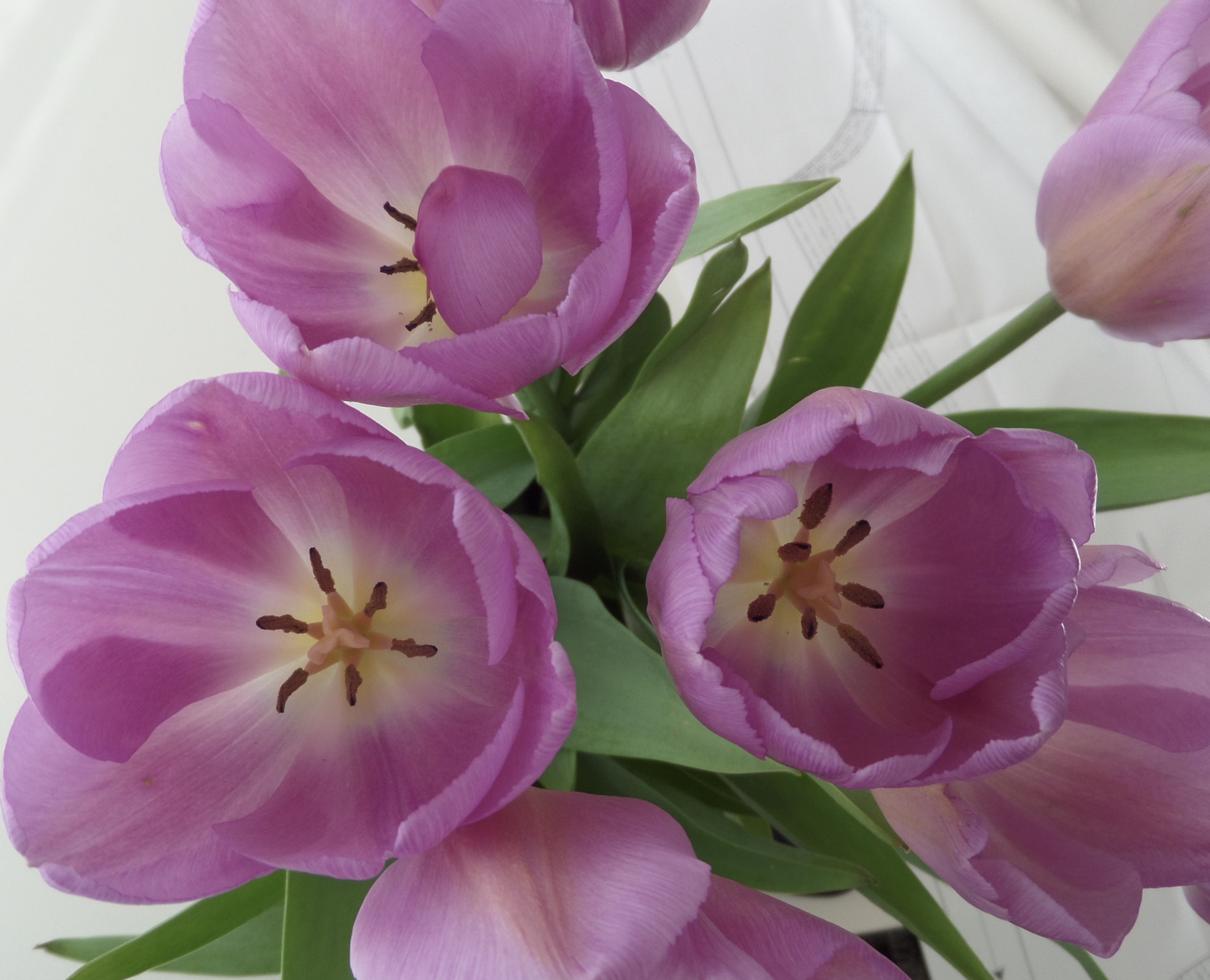 Samsung WB250F/WB251F/WB252F sample photo. Tulipaner photography