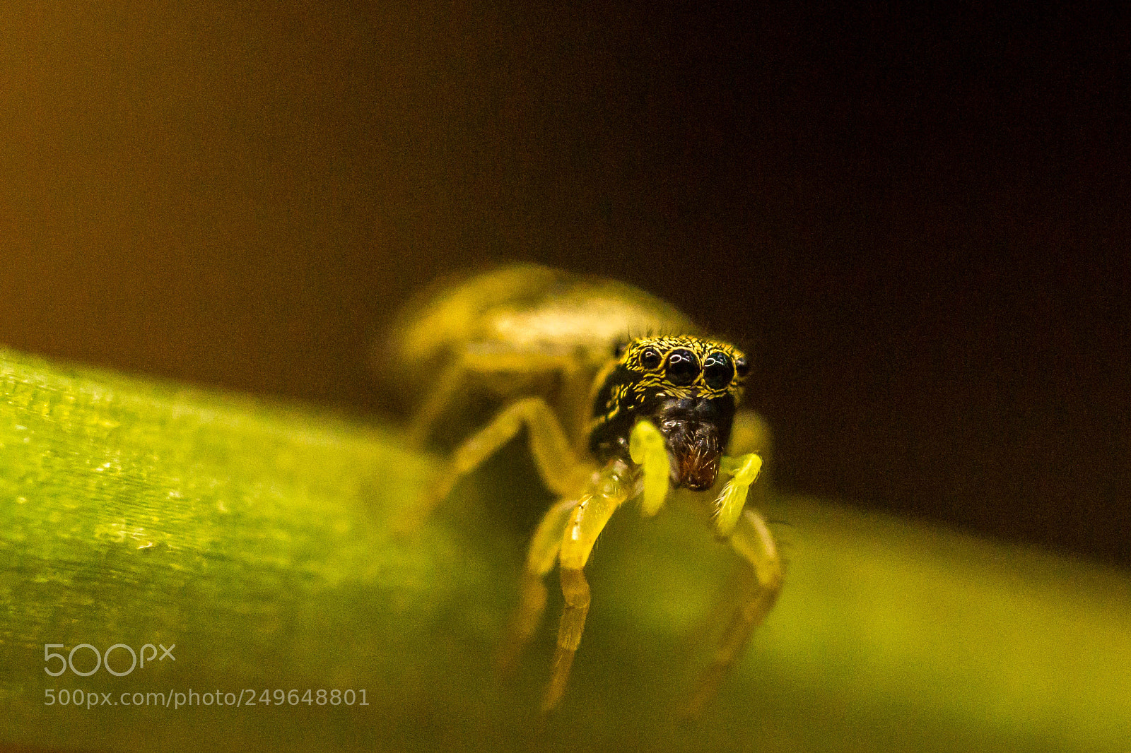 Sony a5100 sample photo. Spiderwa photography