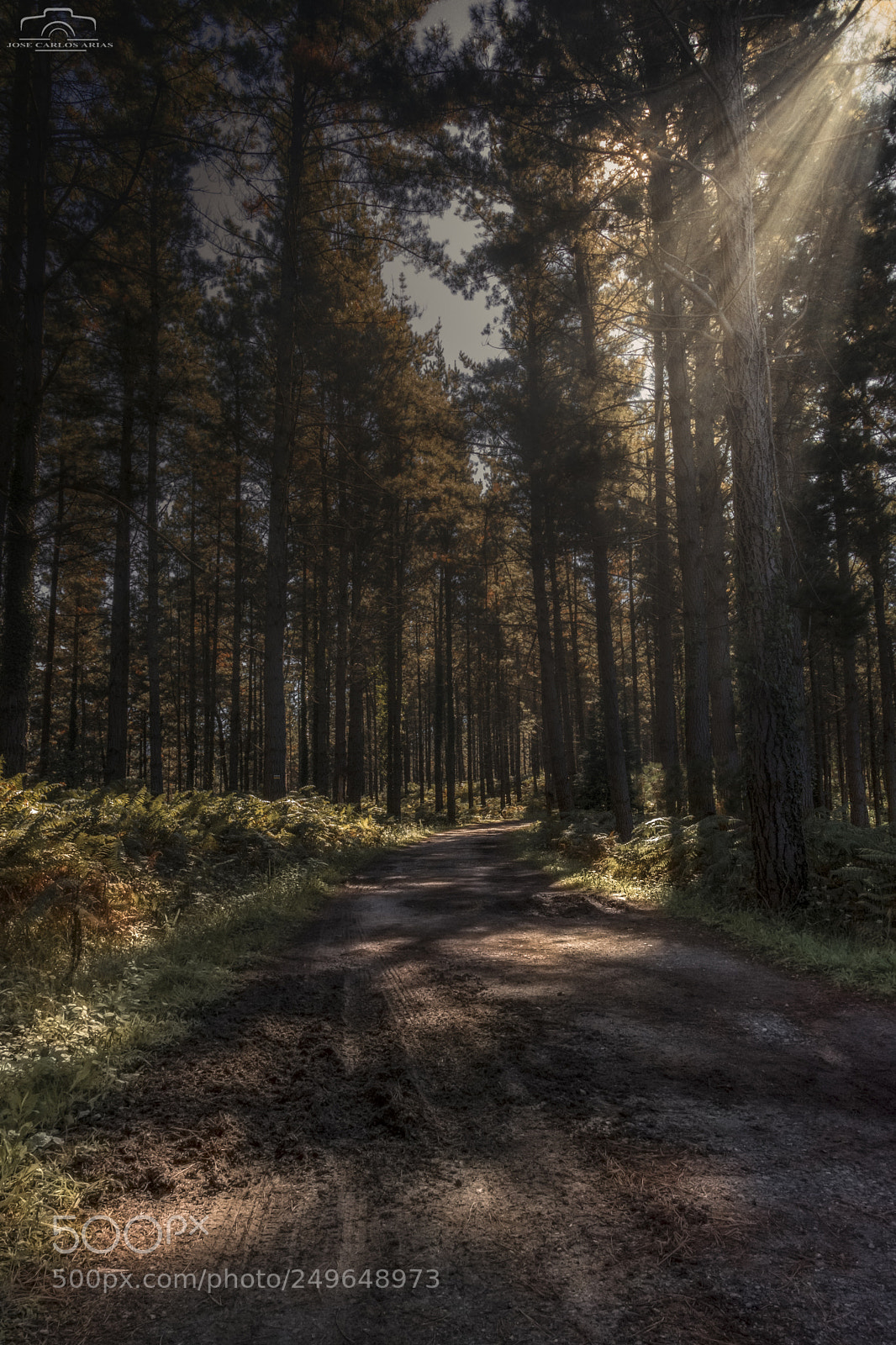 Nikon D7100 sample photo. El bosque photography