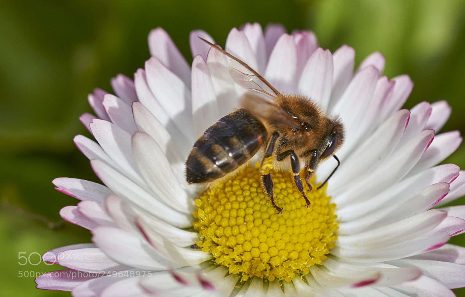 Sony a6000 sample photo. Bee 61 photography