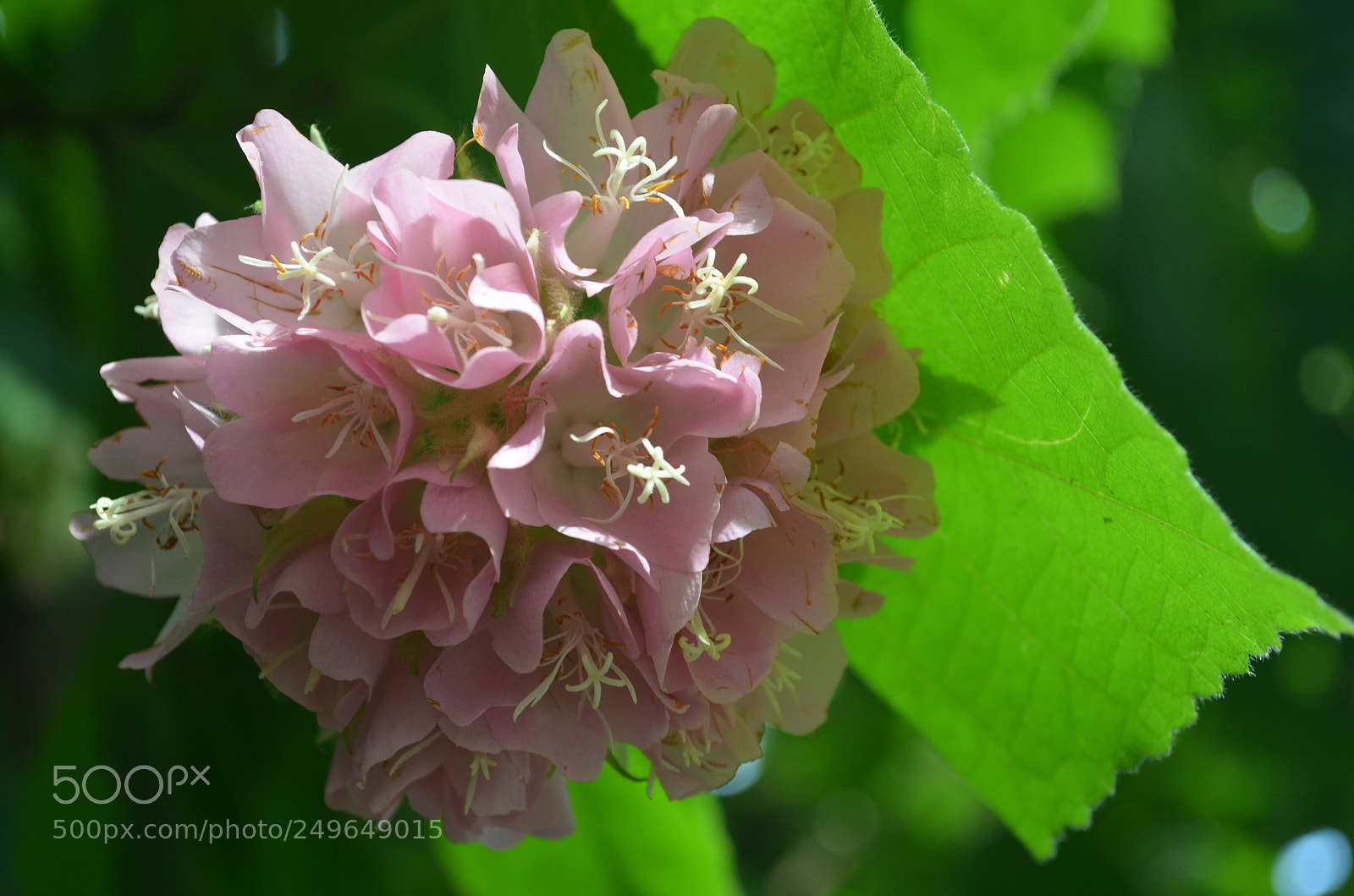 Nikon D5100 sample photo. Jardim bot nico photography