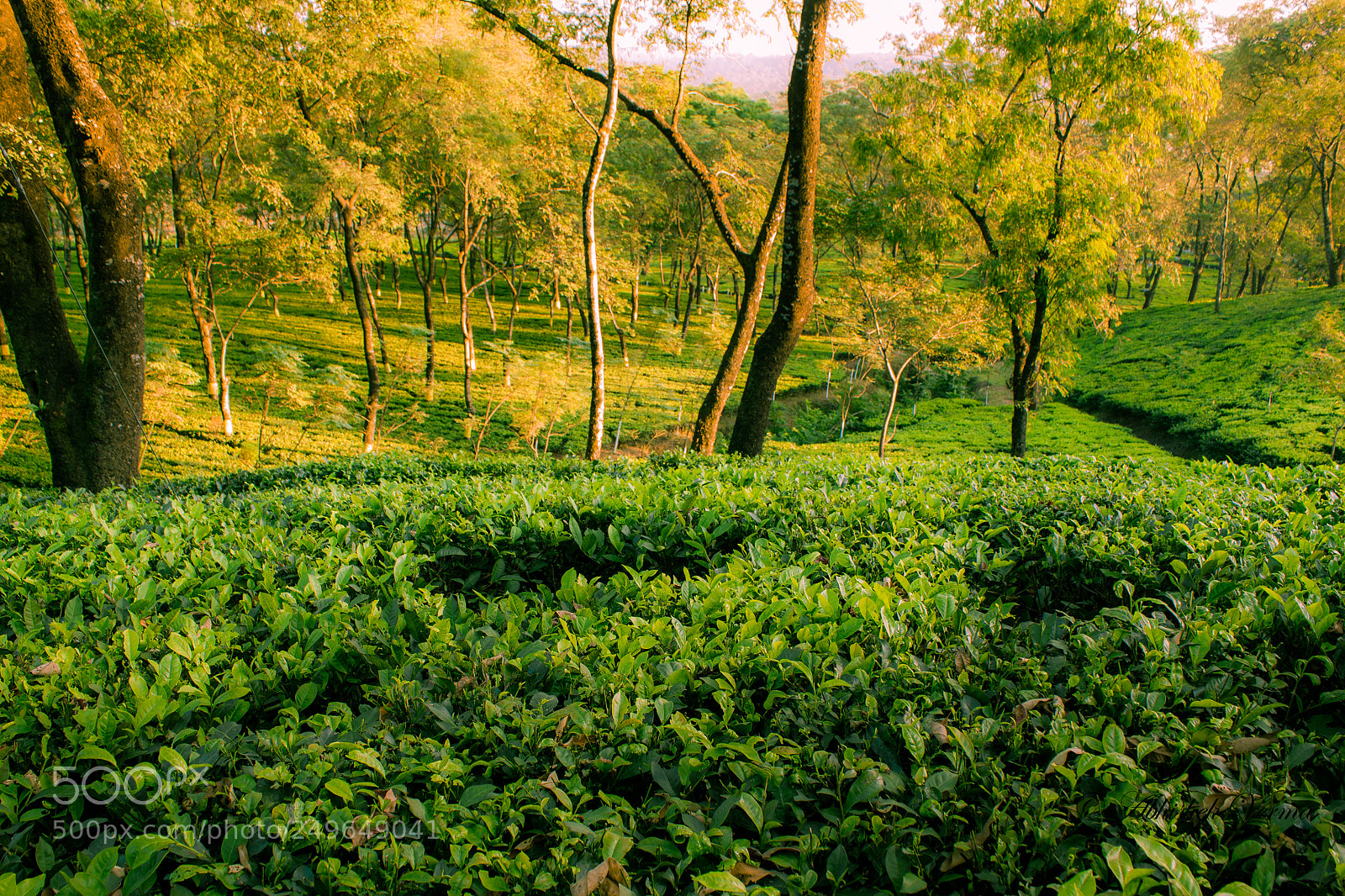 Canon EOS 550D (EOS Rebel T2i / EOS Kiss X4) sample photo. The tea carpet photography