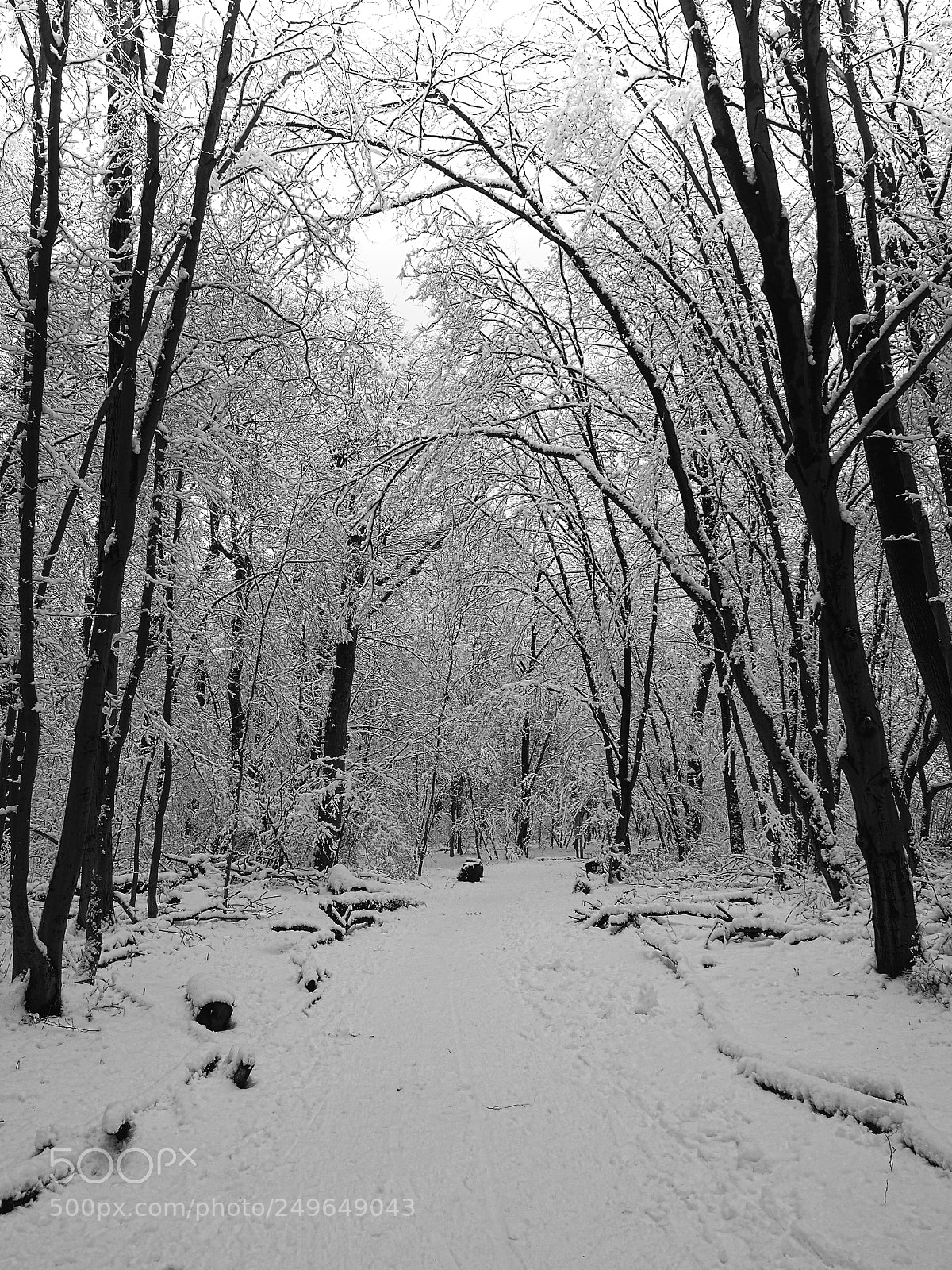Olympus PEN E-PL5 sample photo. Snowy way photography