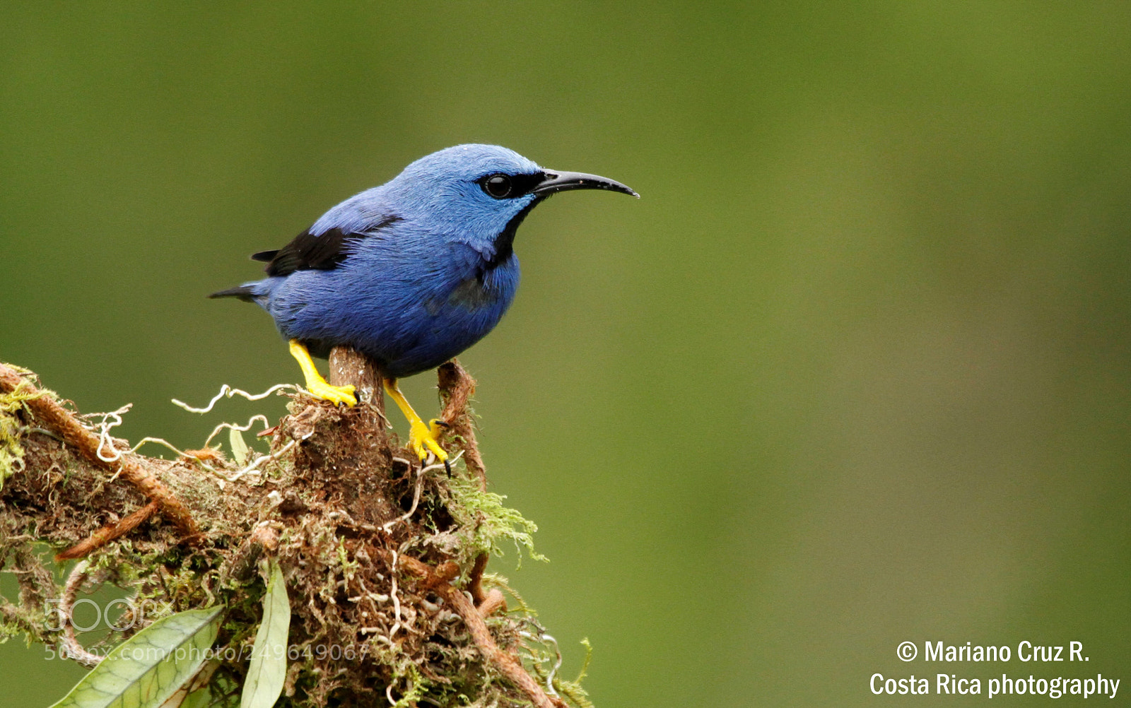 Canon EOS 7D sample photo. Shinning honeycreeper photography