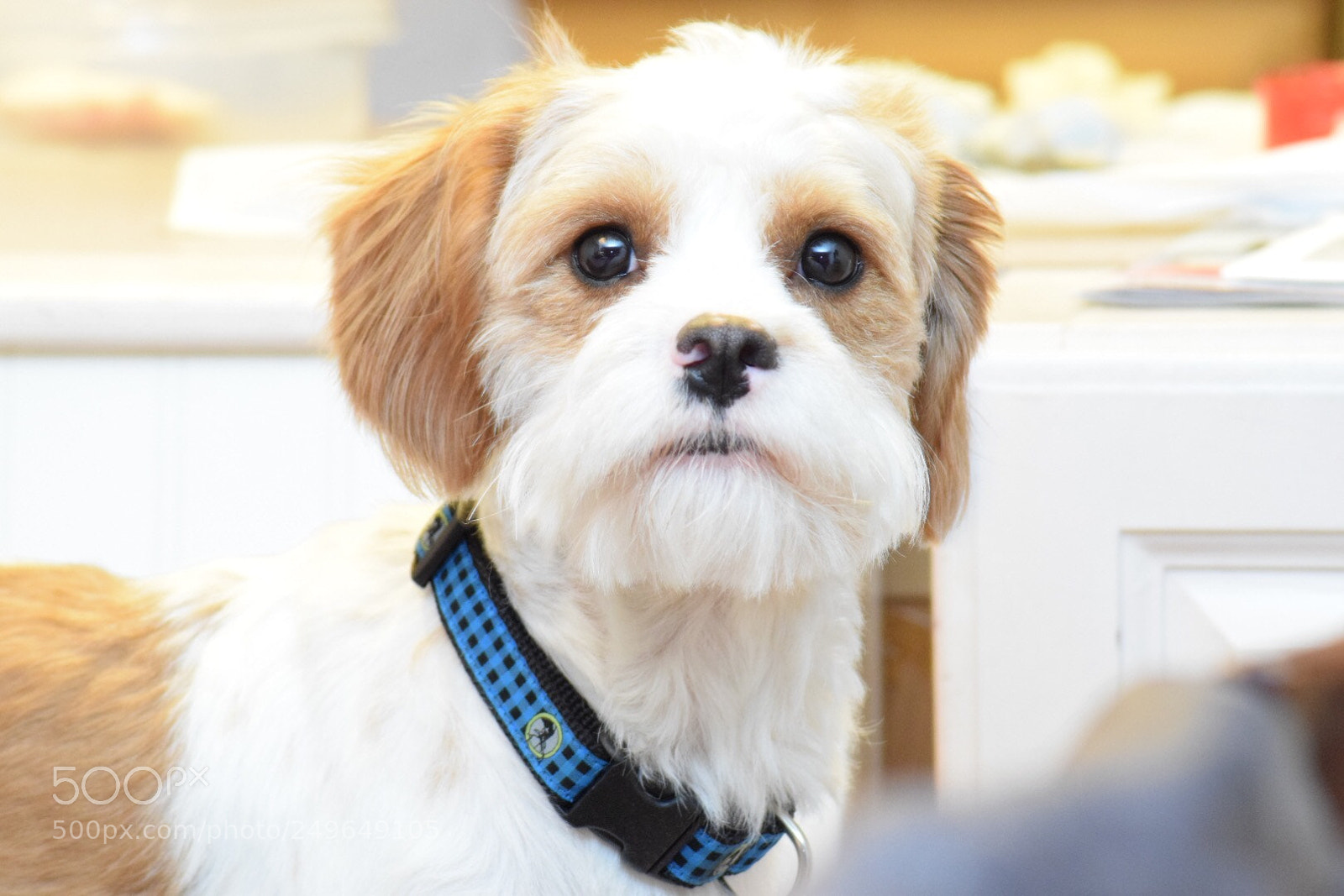 Nikon D5300 sample photo. #saturdaymorning #puppyphotography #dogphotography ... photography
