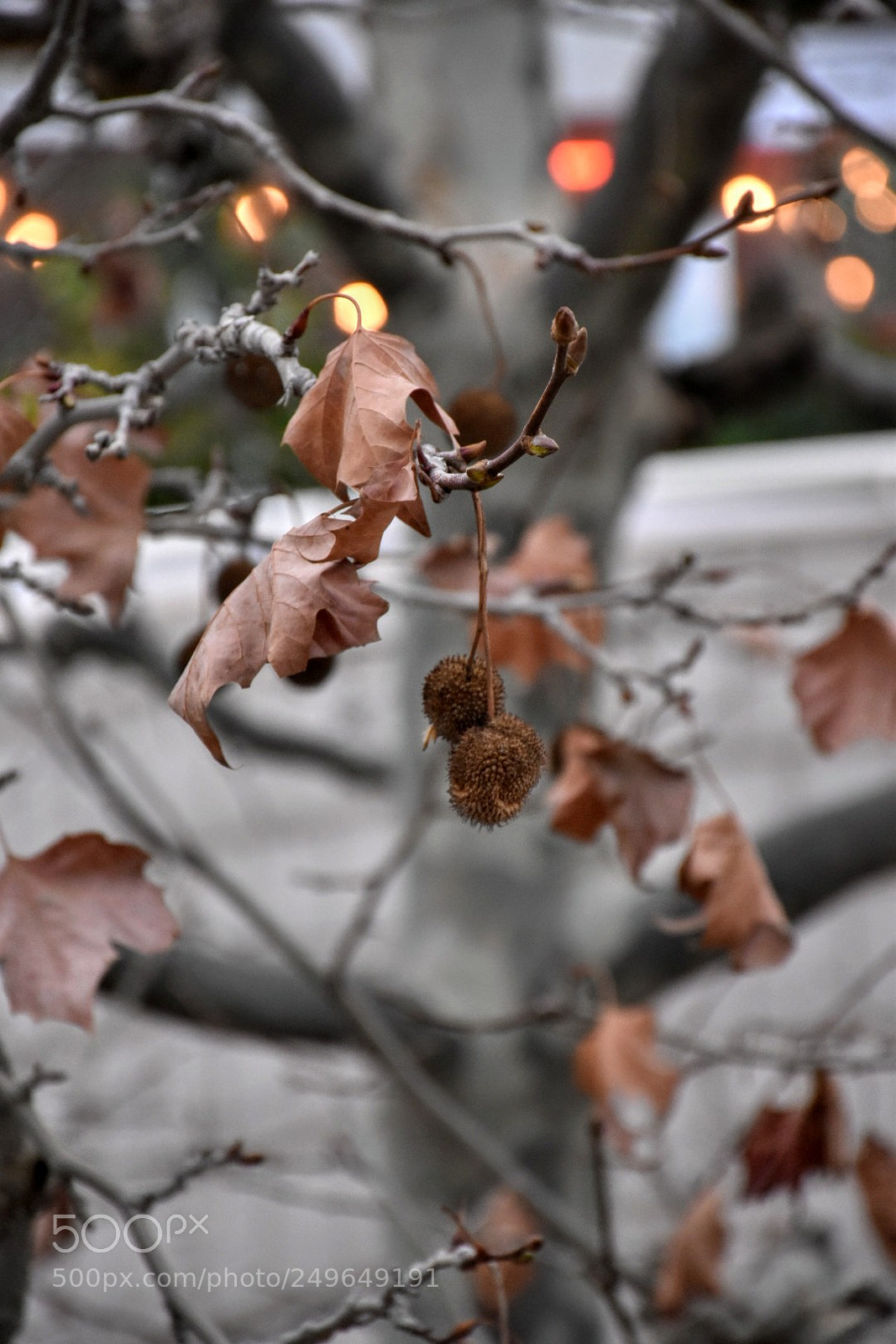 Nikon D5600 sample photo. Untitled photography
