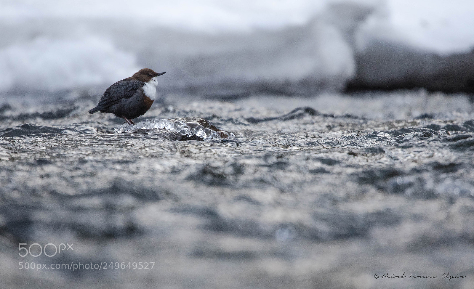 Nikon D7000 sample photo. White-throated dipper (cinclus cinclus) photography