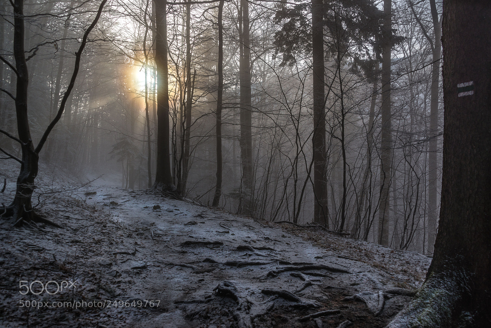 Nikon D610 sample photo. Magic morning photography