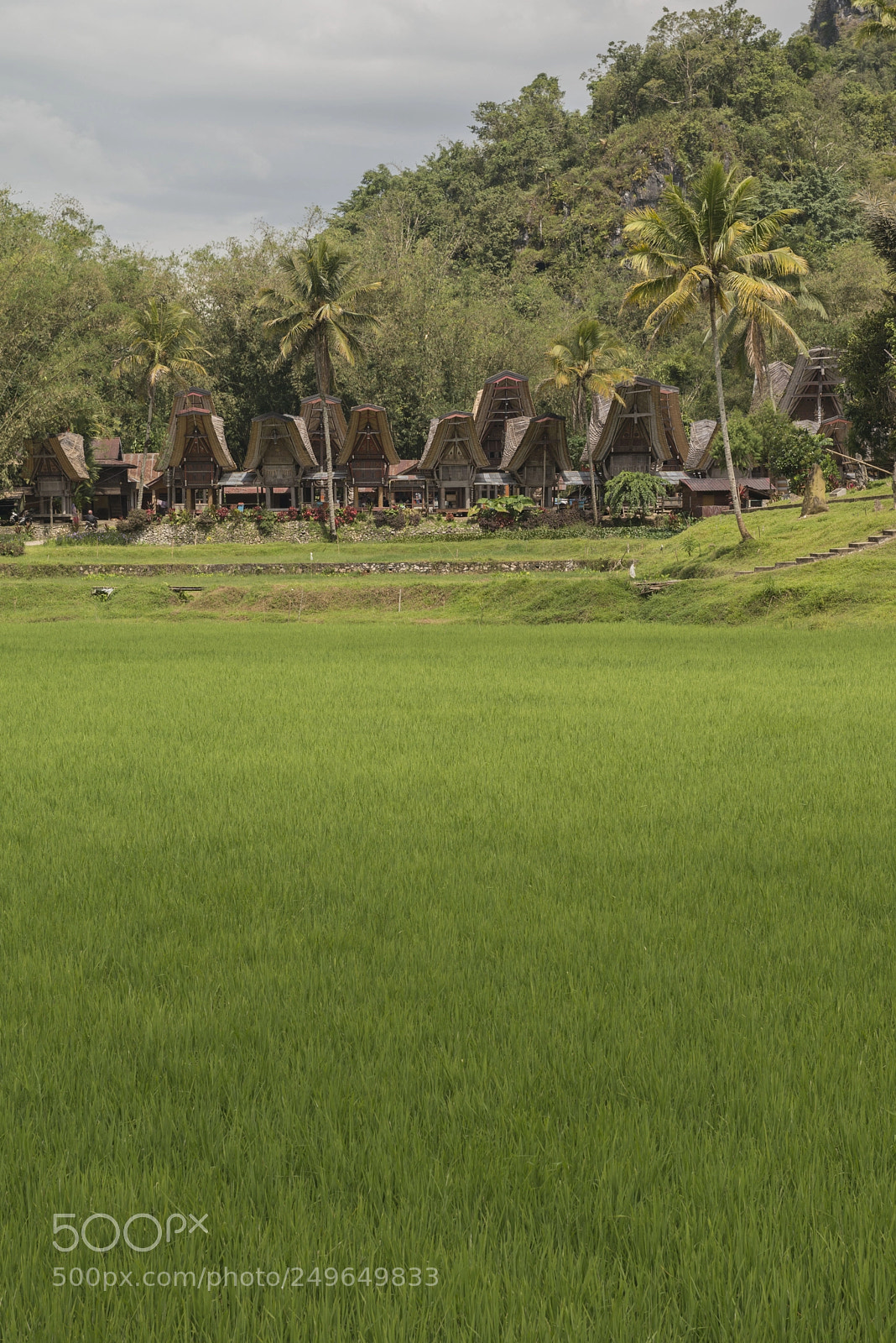 Nikon D800 sample photo. Tana toraja landspace photography