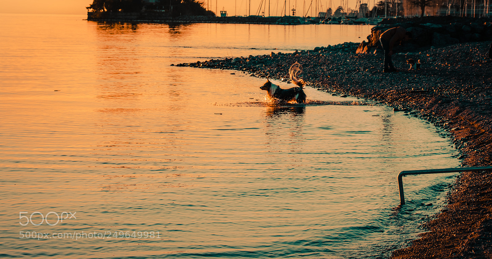 Canon EOS 77D (EOS 9000D / EOS 770D) sample photo. My dog photography