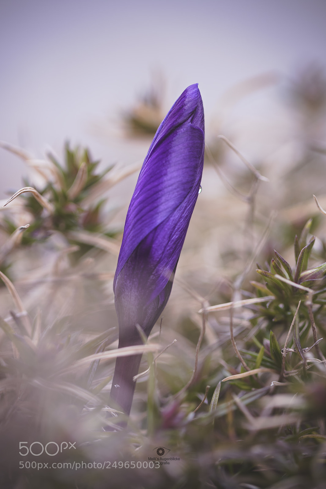 Canon EOS 7D Mark II sample photo. Spring photography