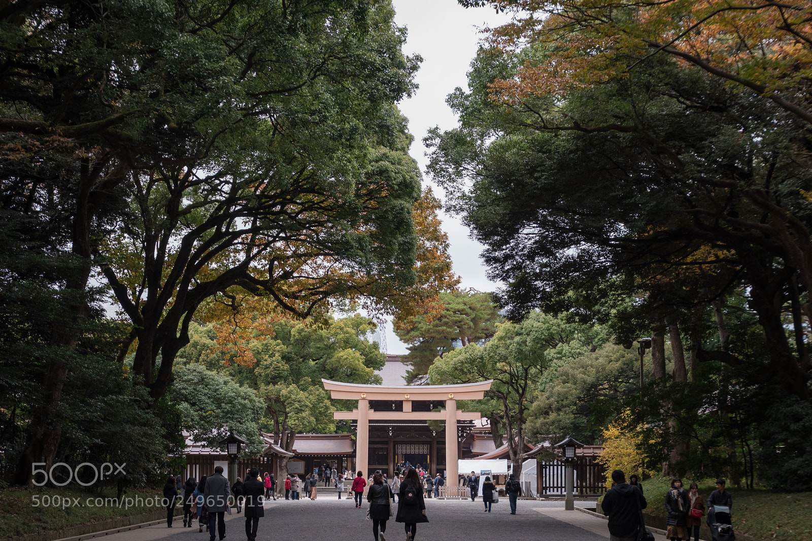 Nikon D5500 sample photo. Tokyo meiji shrine photography