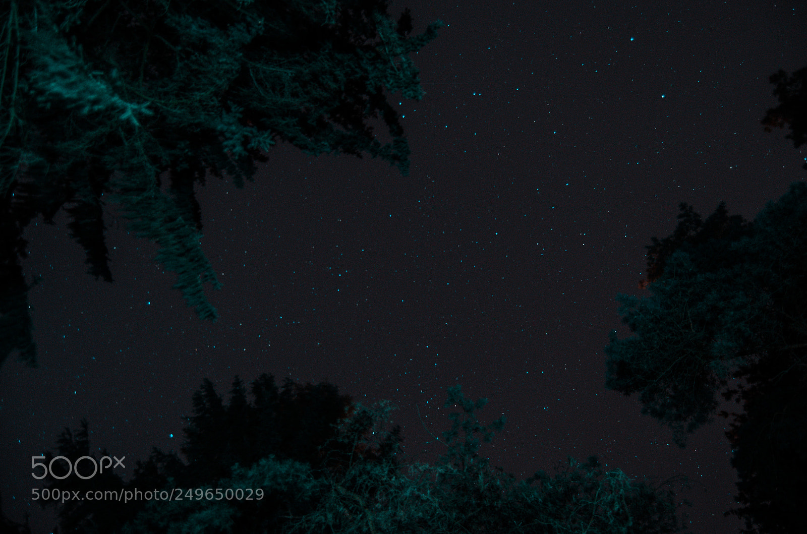 Nikon D5100 sample photo. Stars in forest photography