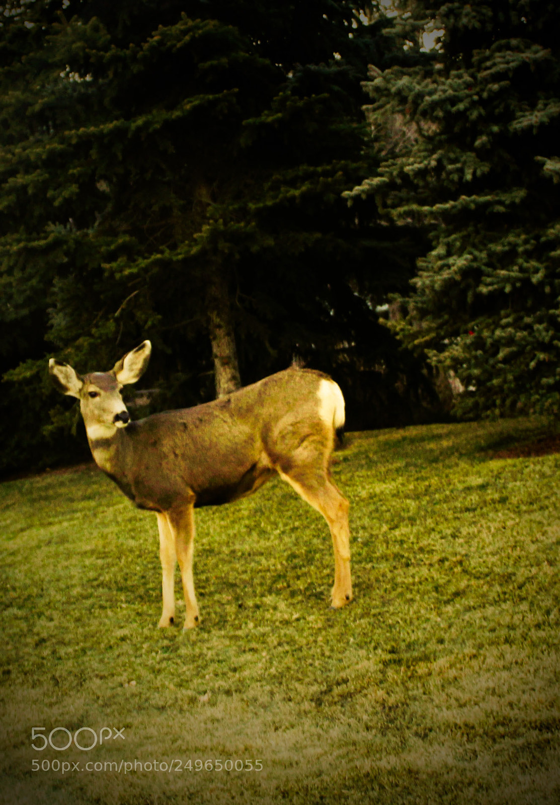 Canon EOS 1300D (EOS Rebel T6 / EOS Kiss X80) sample photo. Deer delight photography