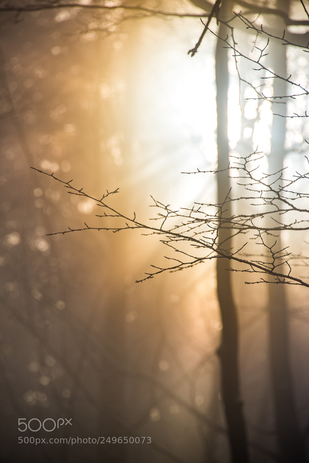 Nikon D610 sample photo. Magic morning in the photography
