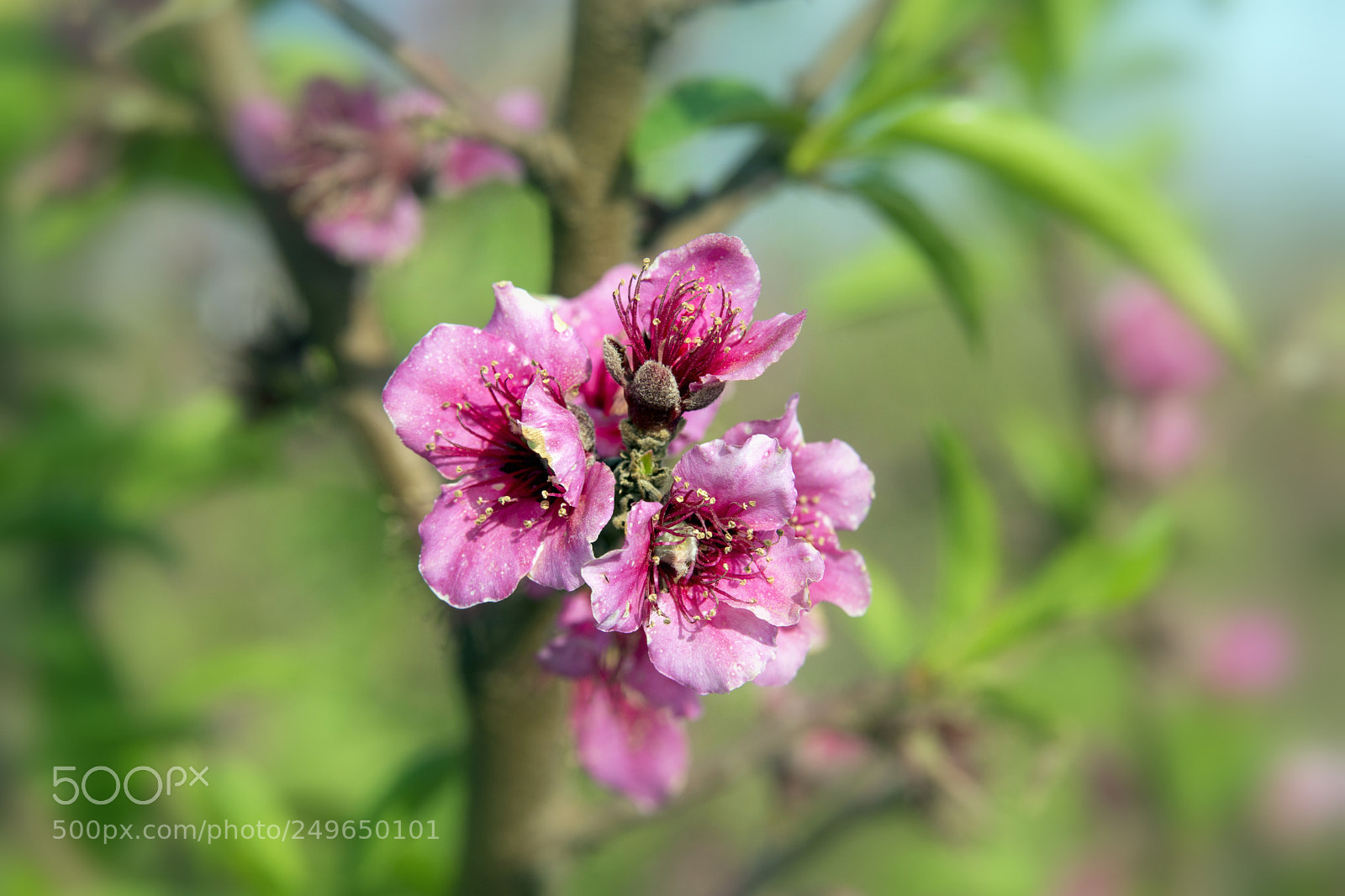 Nikon D7200 sample photo. Pink on green photography