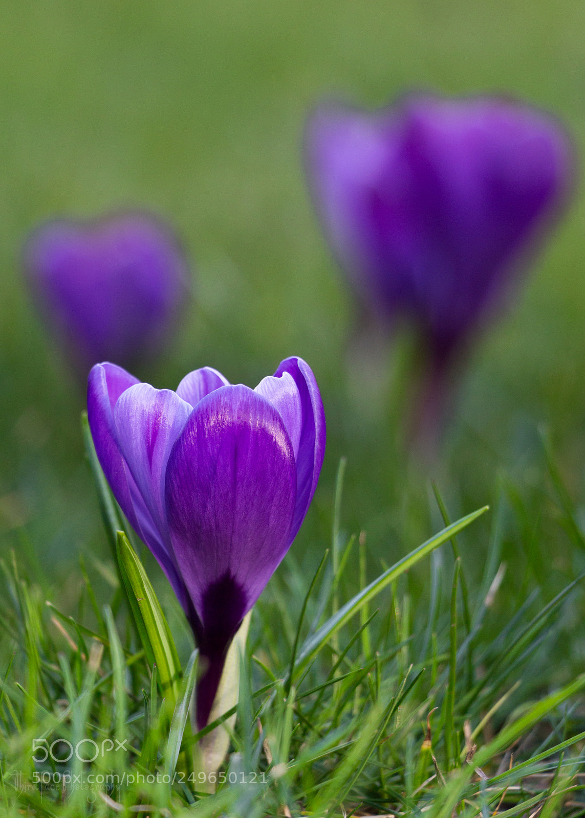 Canon EOS 650D (EOS Rebel T4i / EOS Kiss X6i) sample photo. Purple petals photography