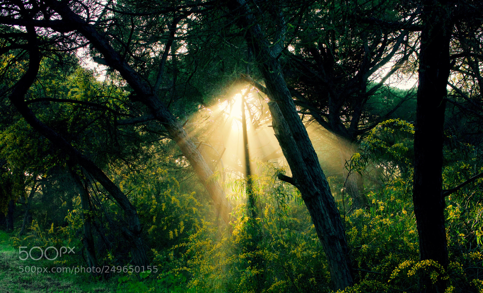 Sony a6000 sample photo. Caparica light filtration trees photography