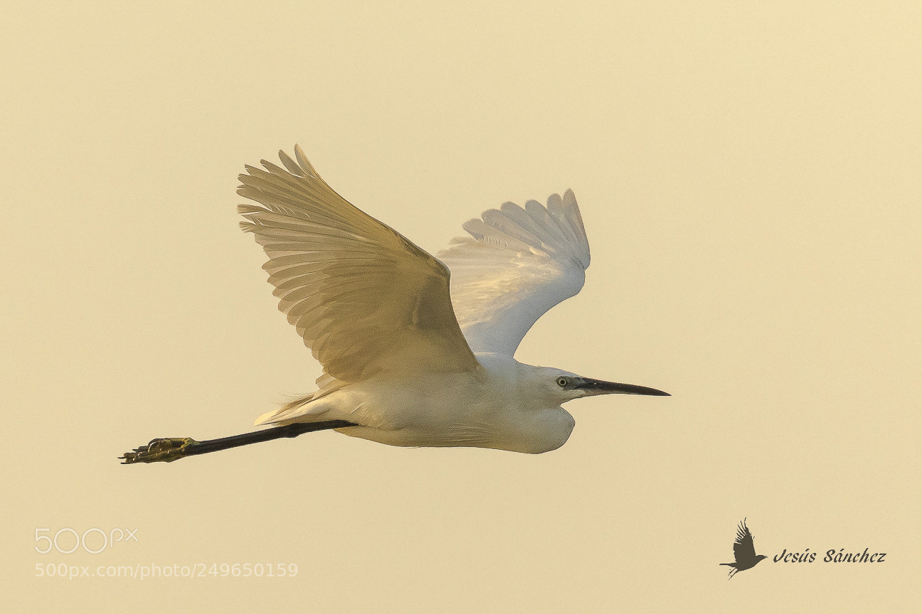 Canon EOS 7D Mark II sample photo. Garceta com n egretta photography