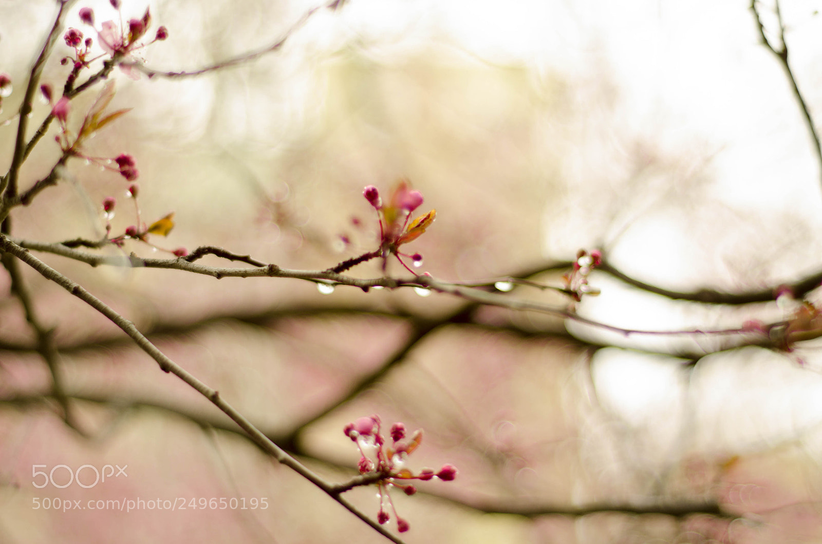 Nikon D5100 sample photo. Hanami en la elipa photography