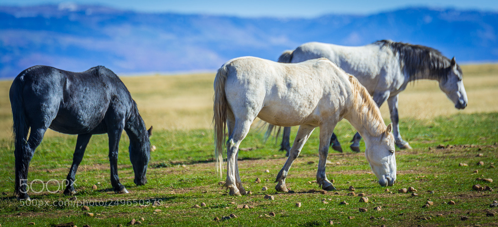 Nikon D7100 sample photo. Grazing in the sun photography