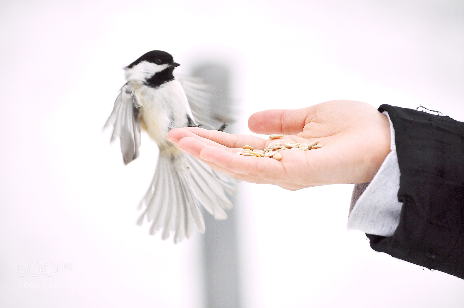 Nikon D90 sample photo. Chickadee photography