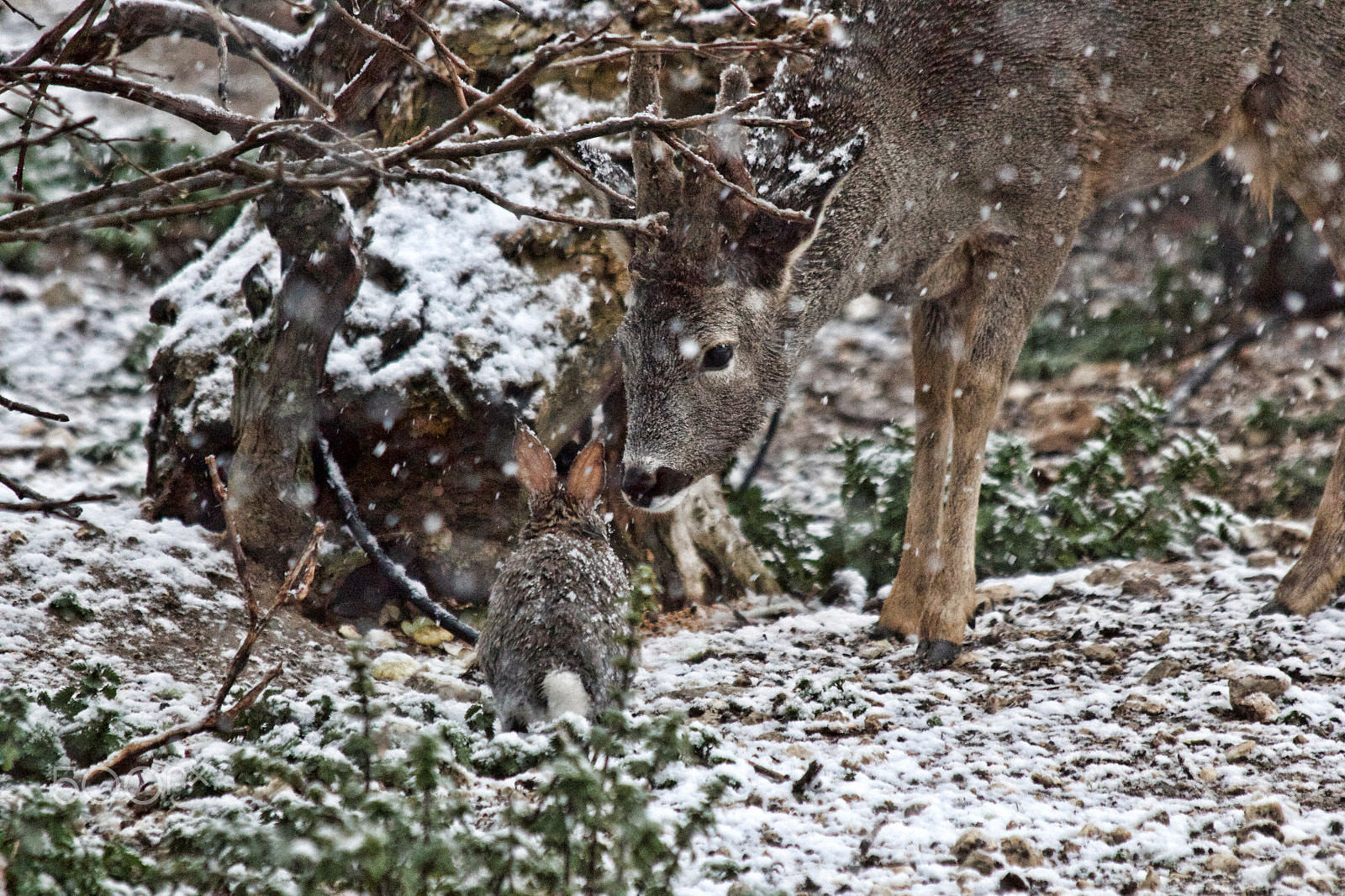Canon EF 70-300mm F4-5.6 IS USM sample photo. Best friend photography