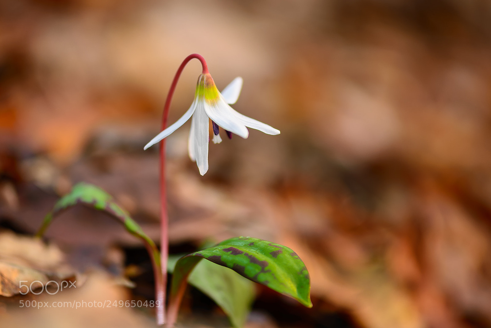Nikon D610 sample photo. Erythronium dens-canis photography