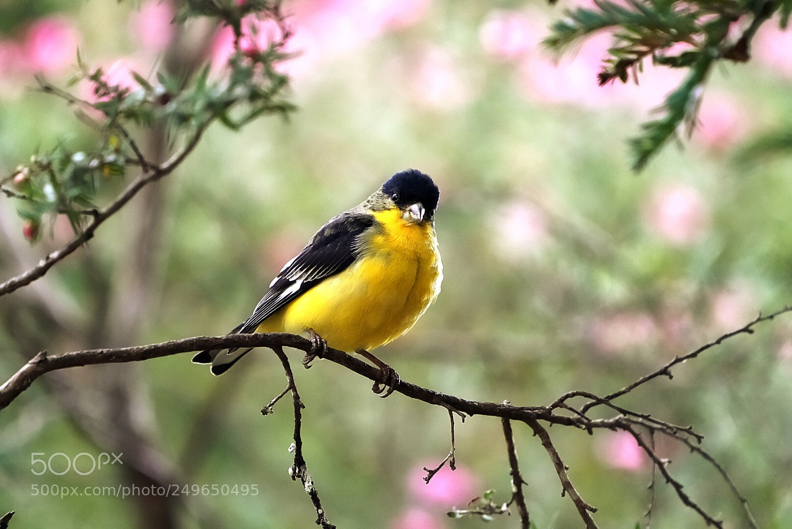 Sony a9 sample photo. American goldfinch photography