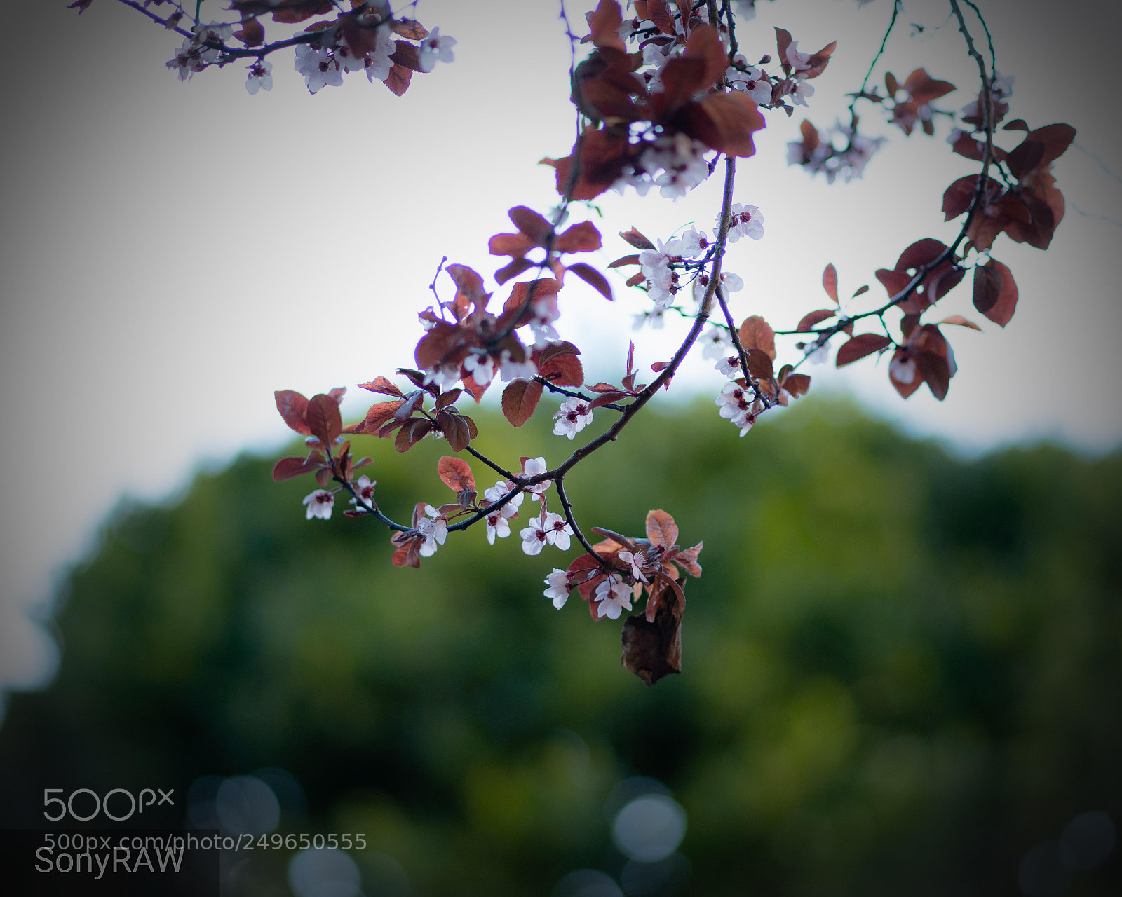Sony a6500 sample photo. Blossoming photography