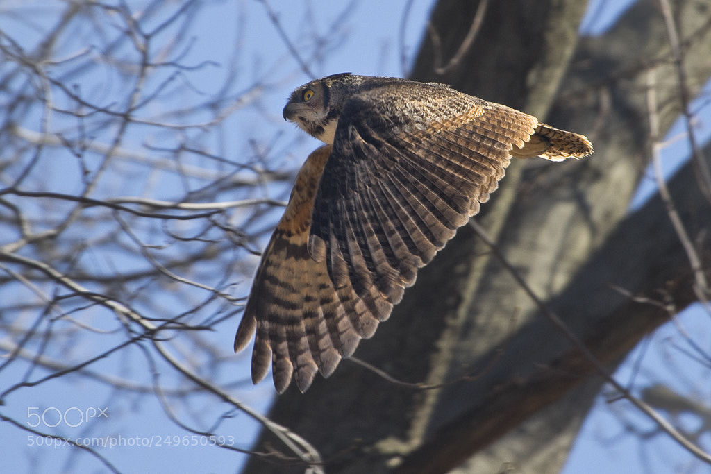 Canon EOS 7D Mark II sample photo. Great horned owl, connecticut, 2018 photography