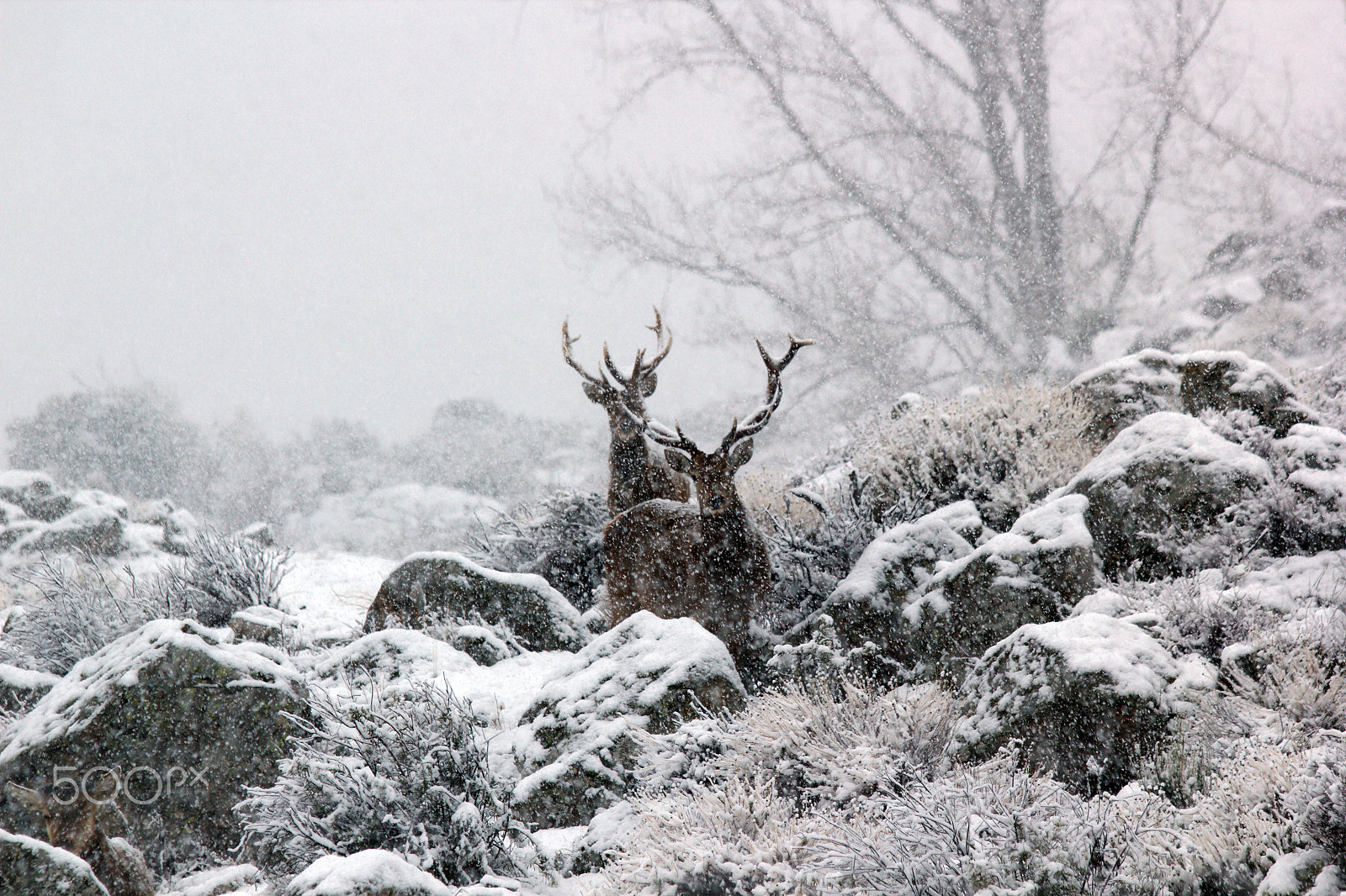 Canon EOS 550D (EOS Rebel T2i / EOS Kiss X4) sample photo. Deer´s in snow photography