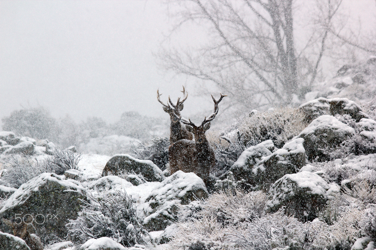 Canon EF 70-300mm F4-5.6 IS USM sample photo. Deer´s in snow photography