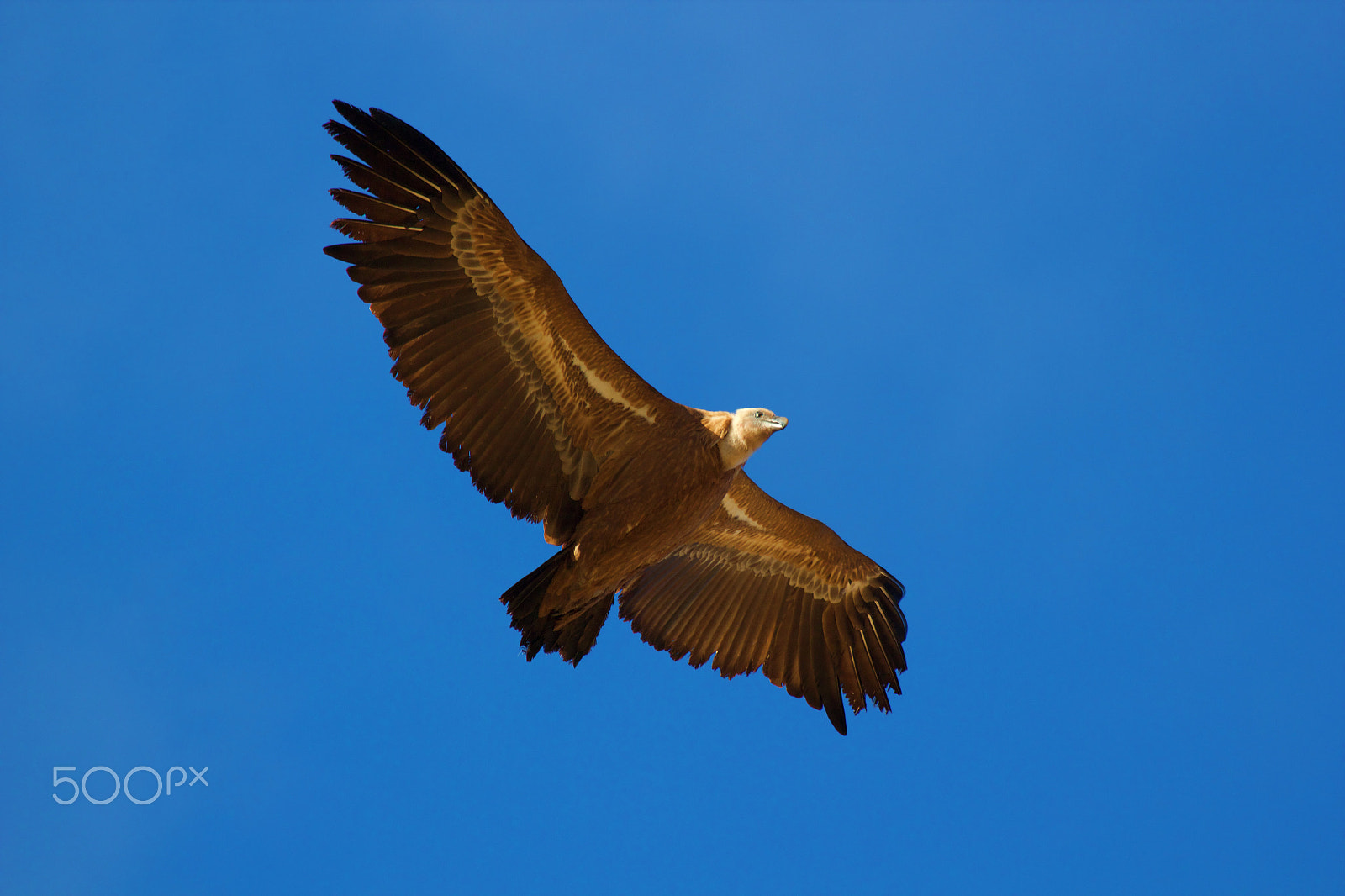Canon EF 70-300mm F4-5.6 IS USM sample photo. Buitre photography