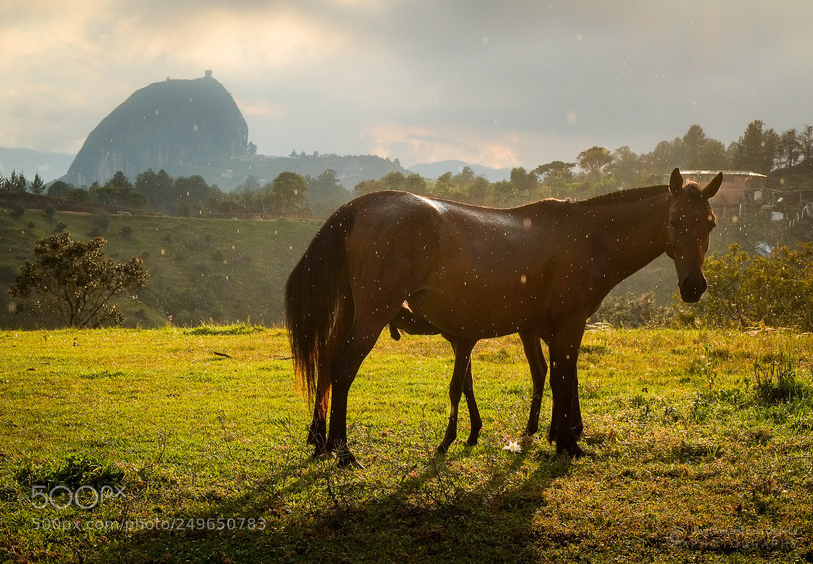 Fujifilm X-E1 sample photo. Mare and foal. photography