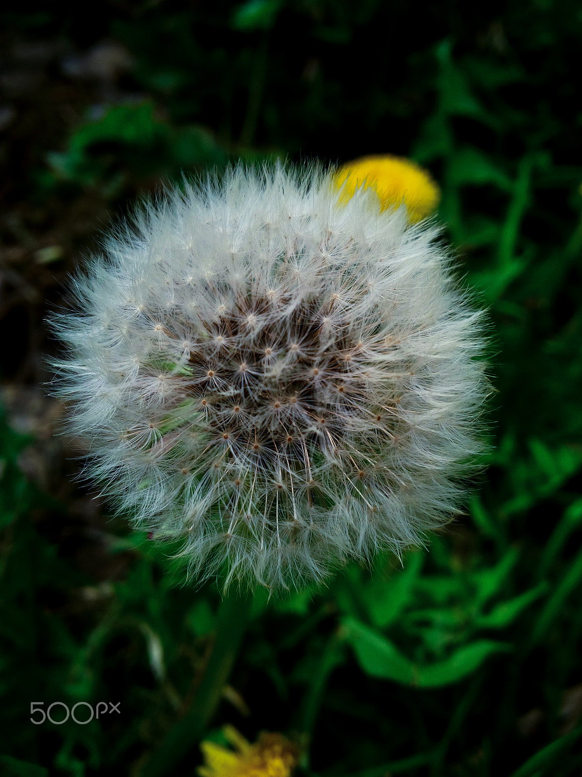 BlackBerry Z10 sample photo. Dandelion photography