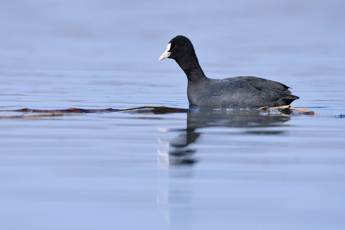 Nikon D7200 sample photo. Fulica atra photography