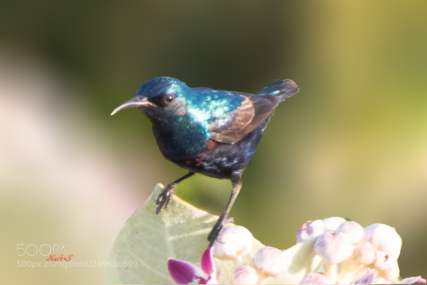 Canon EOS 750D (EOS Rebel T6i / EOS Kiss X8i) sample photo. Sunbird photography