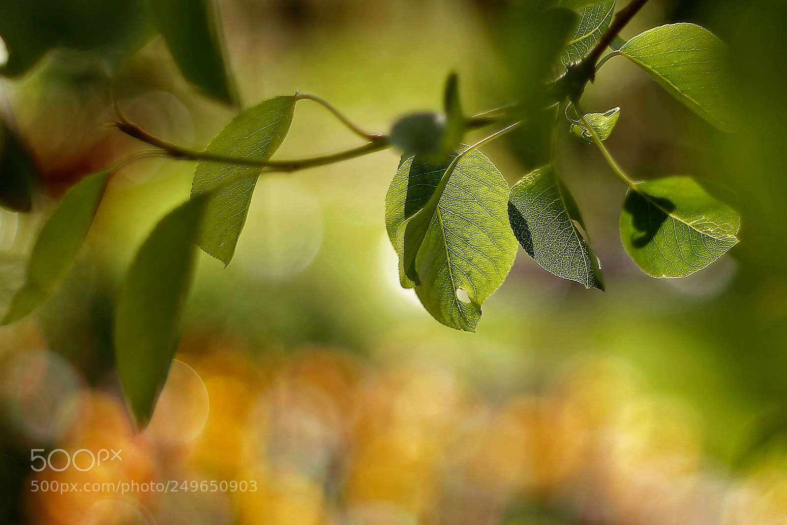 Canon EOS-1D Mark IV sample photo. Summer leaves photography