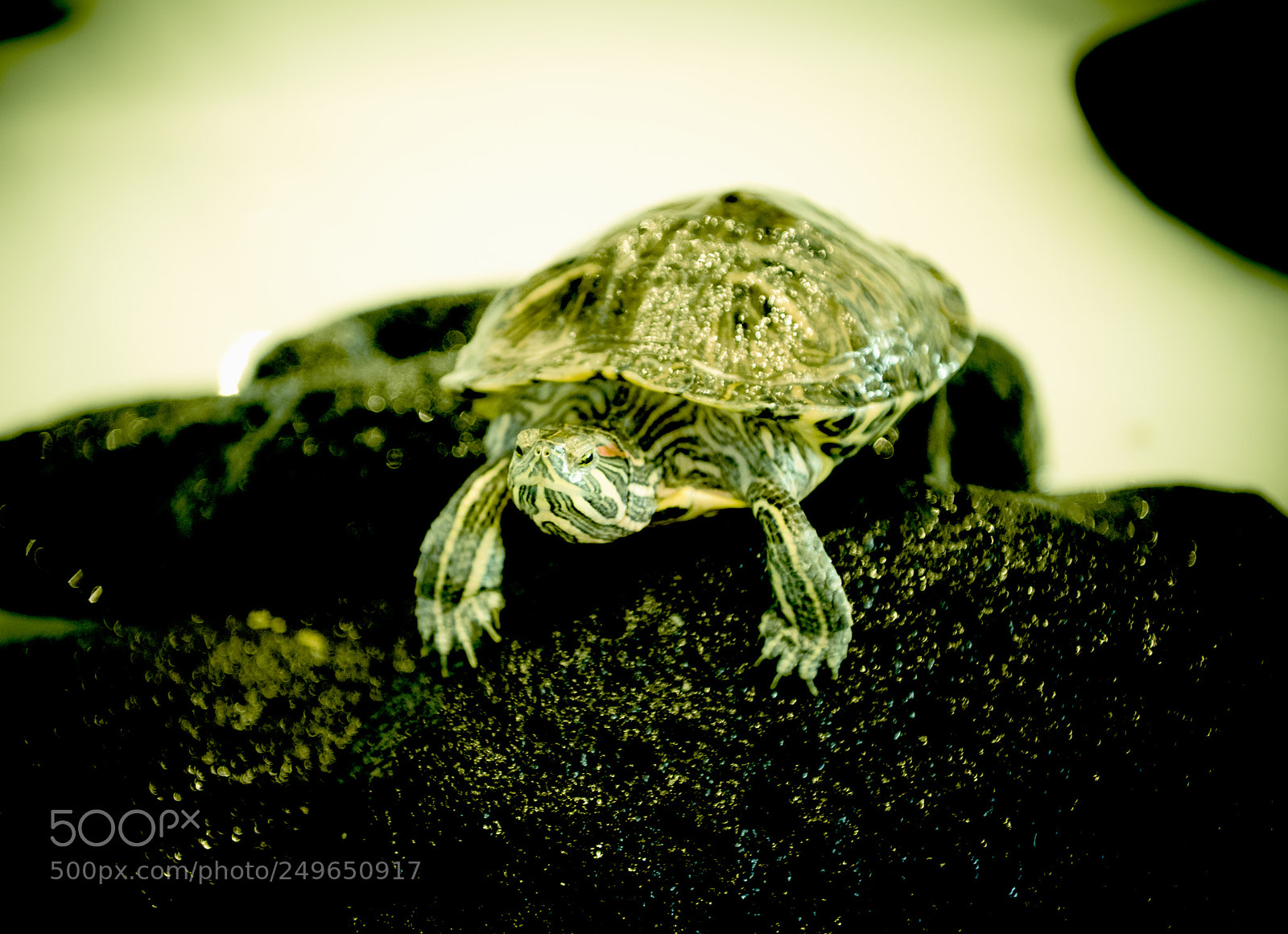 Nikon D810 sample photo. Turtle photography