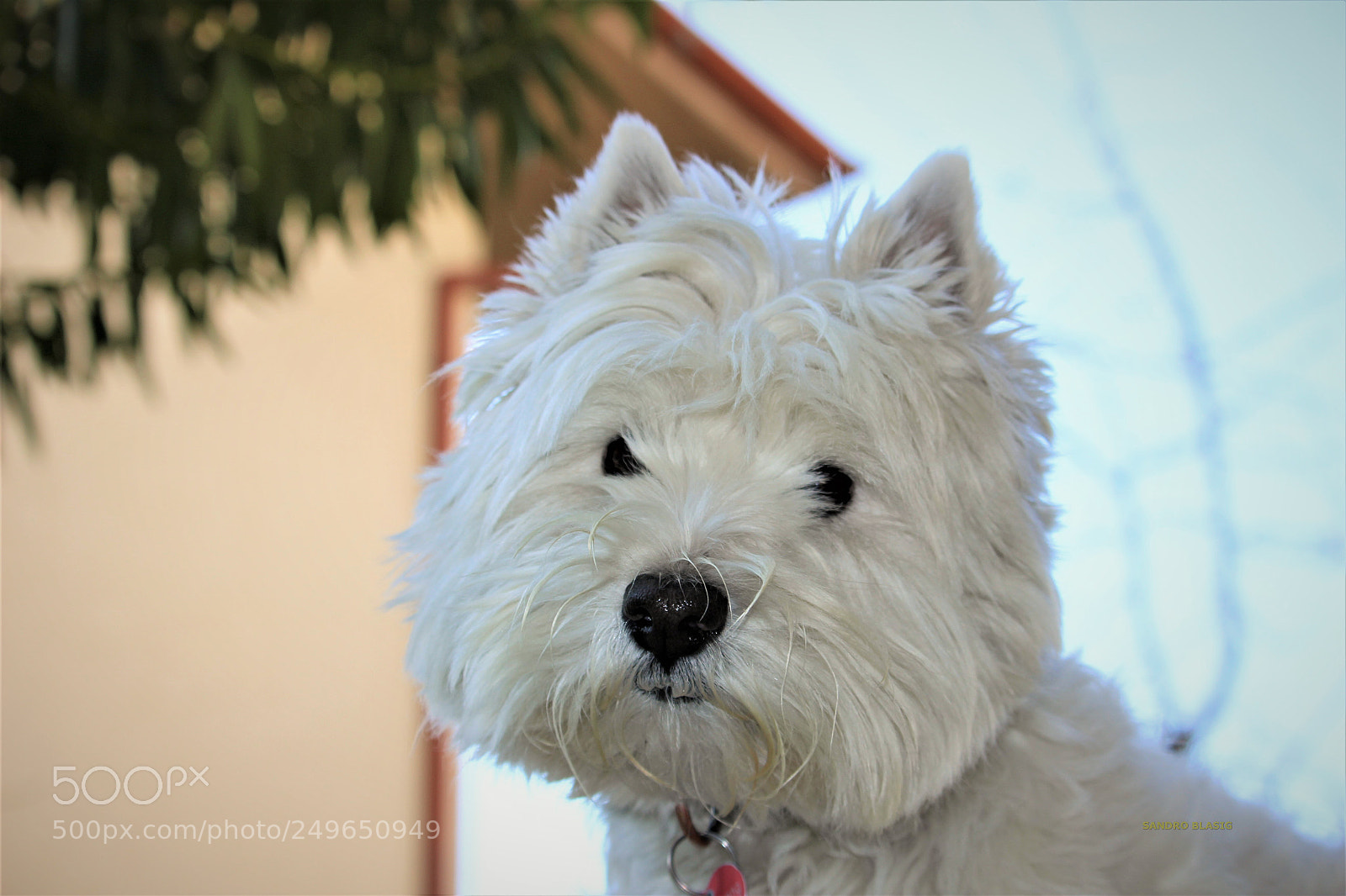 Canon EOS 100D (EOS Rebel SL1 / EOS Kiss X7) sample photo. West highland white terrier photography