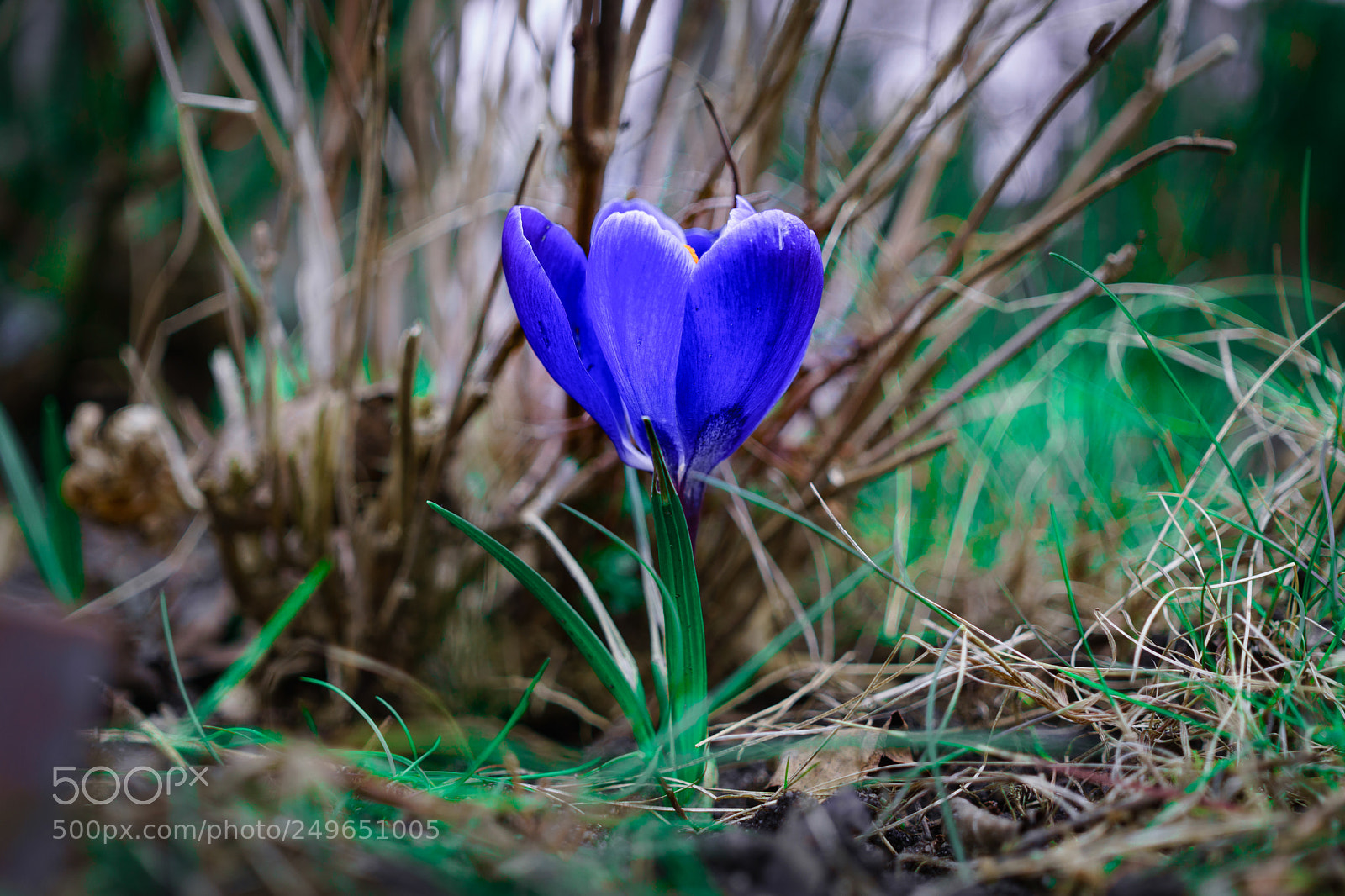 Sony a6000 sample photo. Frühling photography