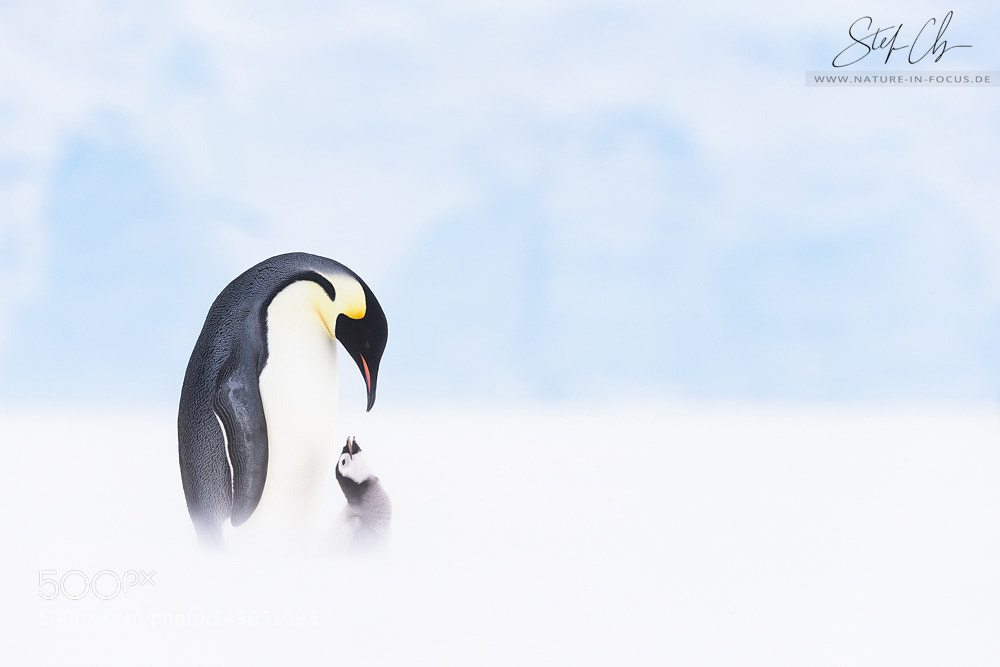 Nikon D810 sample photo. Affection photography