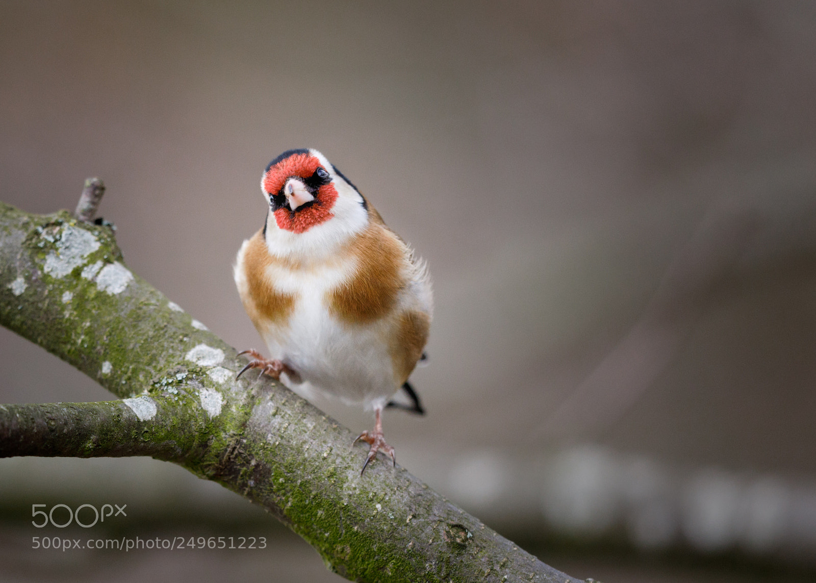 Canon EOS 5D Mark IV sample photo. Curious goldfinch photography