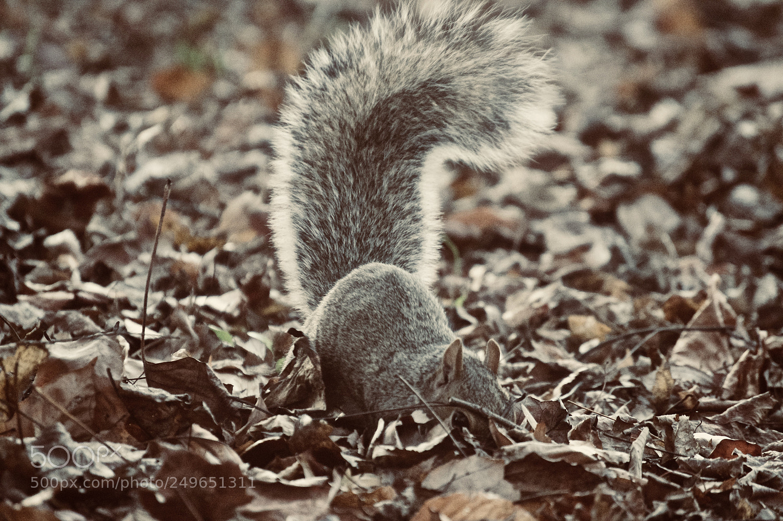 Nikon D3100 sample photo. Hide and seek photography