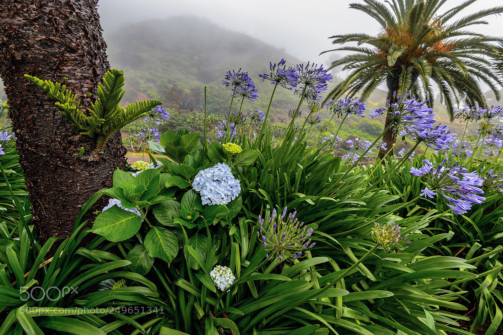 Nikon Df sample photo. Colors in the fog photography