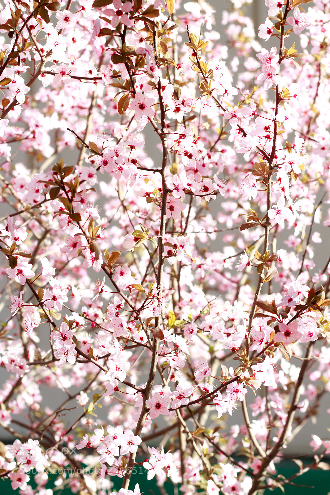 Canon EOS 1200D (EOS Rebel T5 / EOS Kiss X70 / EOS Hi) sample photo. Spring ? photography