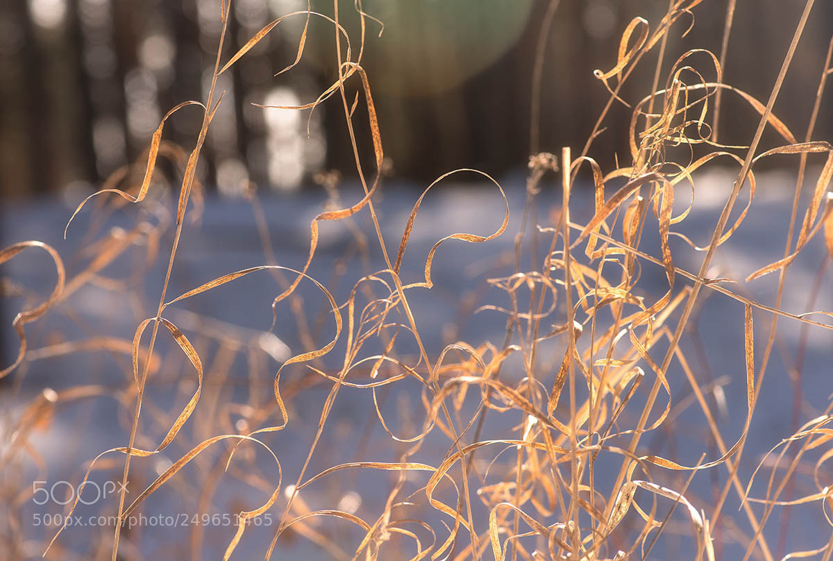 Nikon D800 sample photo. Spring photography