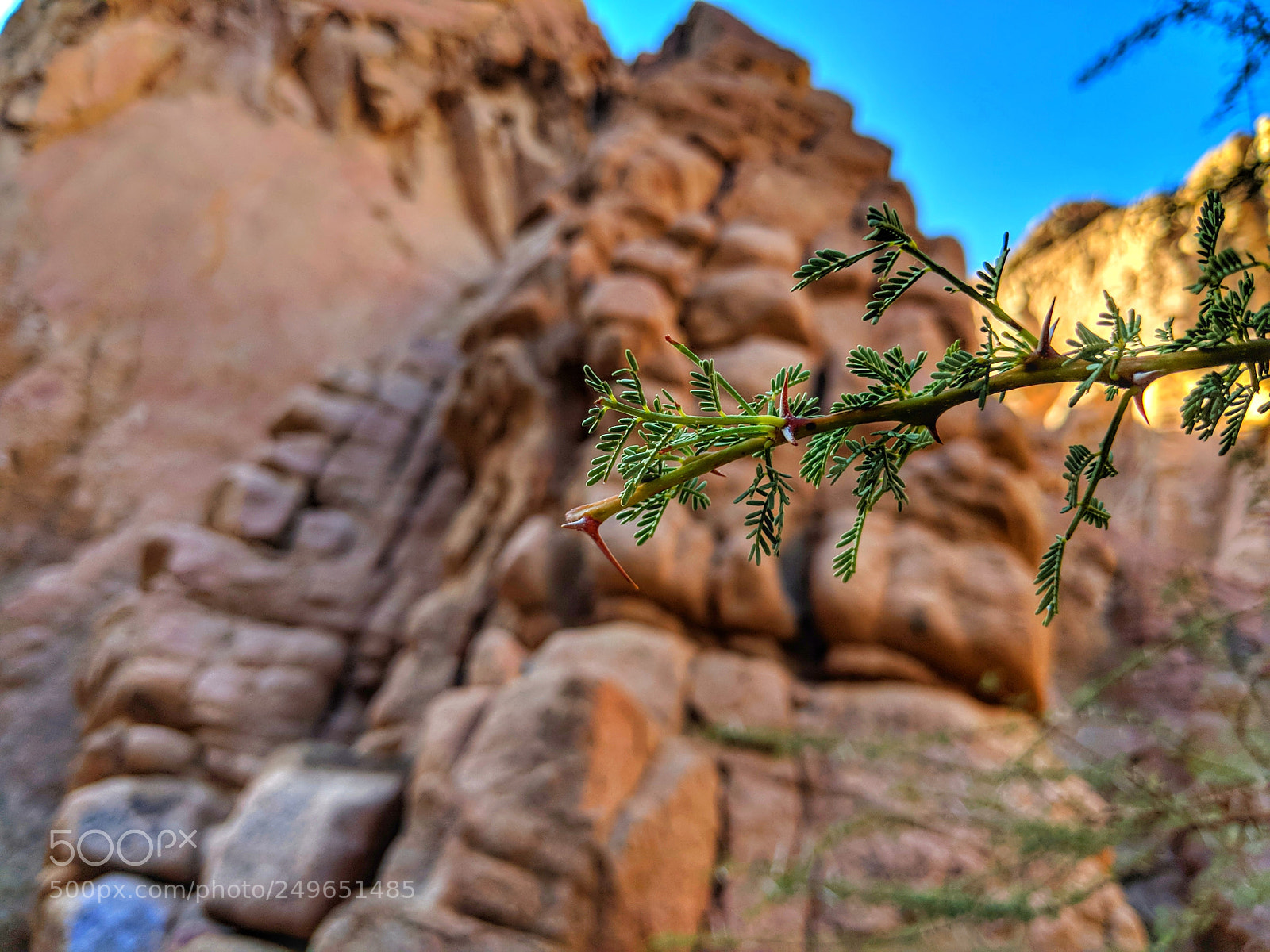 Google Pixel 2 sample photo. Rock plants photography