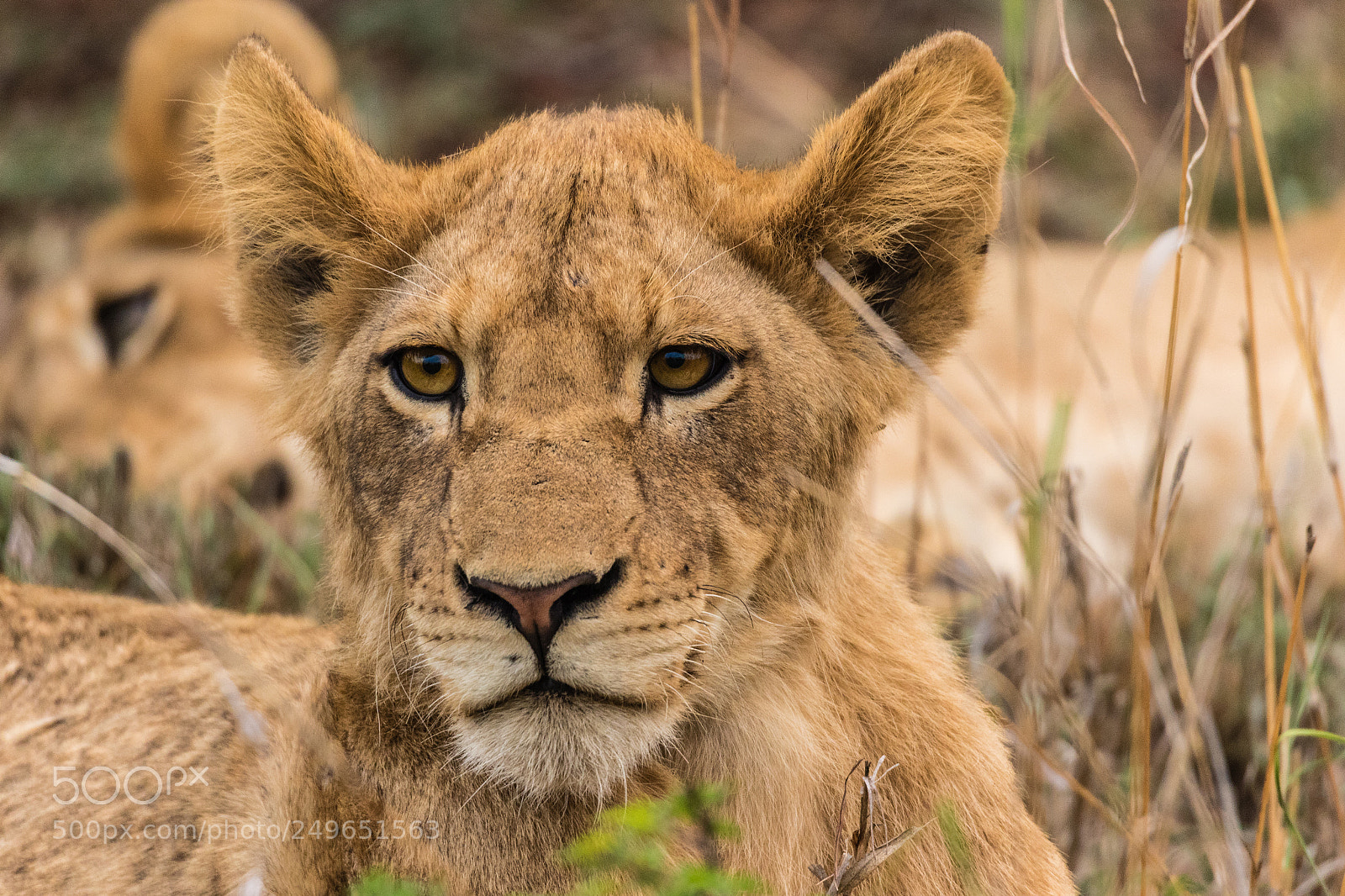 Canon EOS 7D Mark II sample photo. Thoughtful lion photography